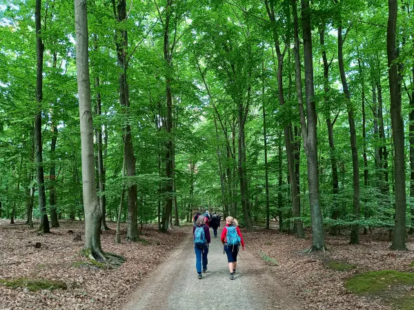 202508230-12 - Buchenwald in den Rauener Bergen, Seenland Oder-Spree, Brandenburg, Deutschland