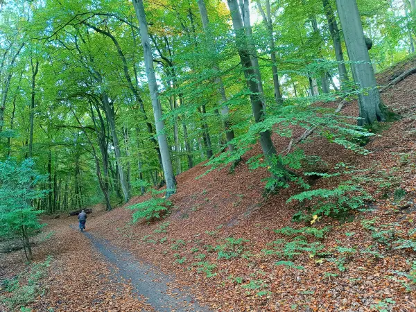 202510210-42 - Buchenwald in Neubrandenburg, Mecklenburgische Seenplatte, Mecklenburg-Vorpommern, Deutschland