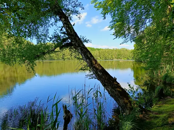 202605230-20 - Burgsee im Plauer Stadtwald in Plau am See, Mecklenburgische Seenplatte, Mecklenburg-Vorpommern, Deutschland