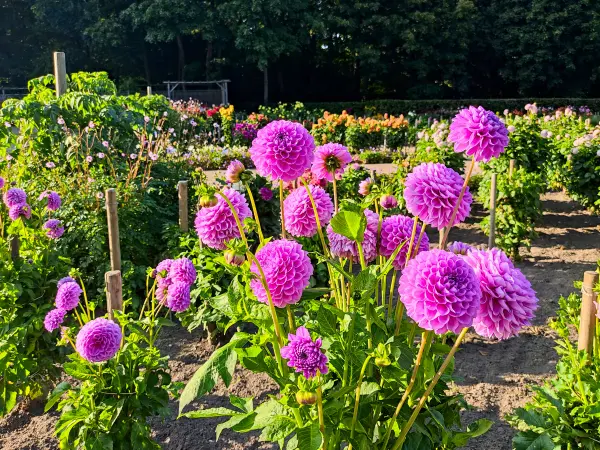 202308221-12 - Dahliengarten im Altonaer Volkspark in Altona, Hamburg, Deutschland
