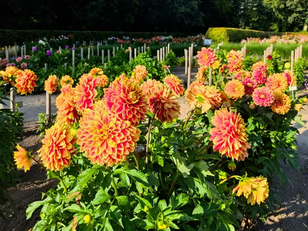 202308221-13 - Dahliengarten im Altonaer Volkspark in Altona, Hamburg, Deutschland