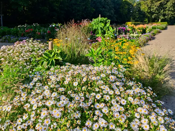 202308221-14 - Dahliengarten im Altonaer Volkspark in Altona, Hamburg, Deutschland