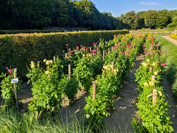 202308221-15 - Dahliengarten im Altonaer Volkspark in Altona, Hamburg, Deutschland