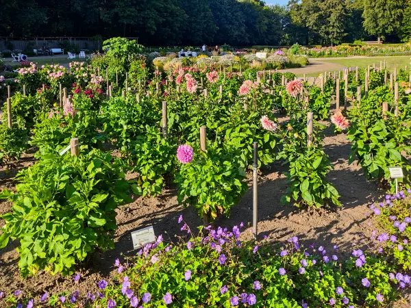 202308221-16 - Dahliengarten im Altonaer Volkspark in Altona, Hamburg, Deutschland