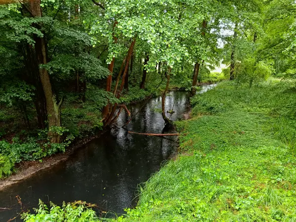 202507120-03 - Dahme bei Märkisch Buchholz, Dahme-Seenland, Brandenburg, Deutschland