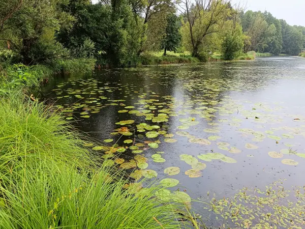 202507120-07 - Dahme bei Märkisch Buchholz, Dahme-Seenland, Brandenburg, Deutschland