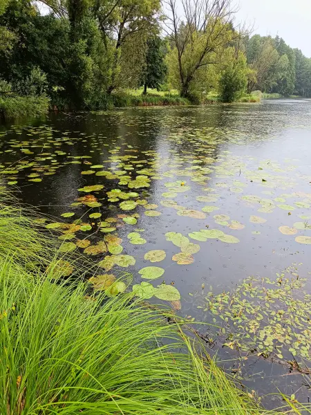 202507120-08 - Dahme bei Märkisch Buchholz, Dahme-Seenland, Brandenburg, Deutschland