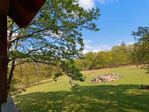 202604210-19 - Damwildgehege im Stadtwald Hagen, Ruhrgebiet, Nordrhein-Westfalen, Deutschland