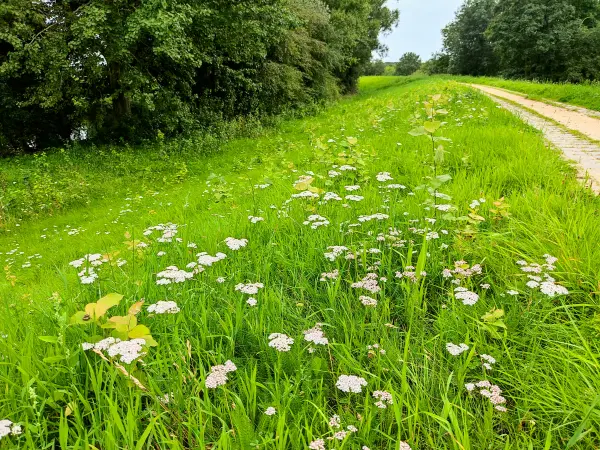 202308160-06 - Deichweg an der Hunte bei Wardenburg, Oldenburger Land, Niedersachsen, Deutschland