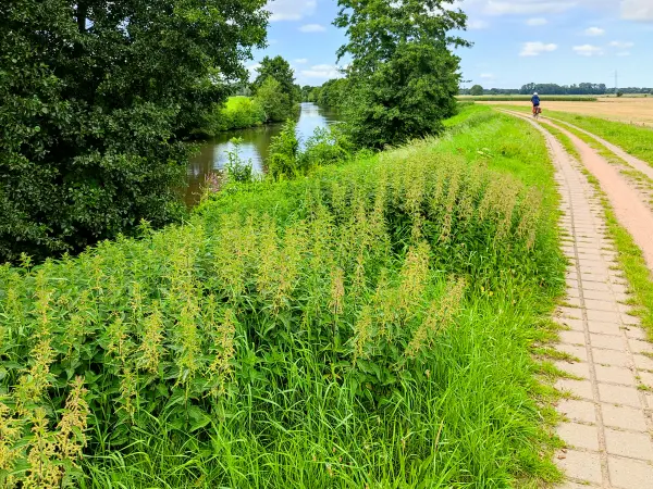 202308160-14 - Deichweg an der Hunte bei Wardenburg, Oldenburger Land, Niedersachsen, Deutschland