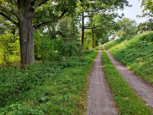 202310110-15 - Deichweg bei Wörlitz, Anhalt-Dessau-Wittenberg, Sachen-Anhalt, Deutschland