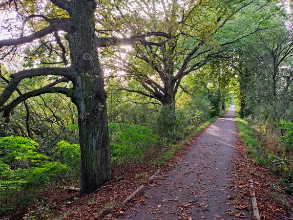 202310110-39 - Deichweg zwischen Waldersee und Vockerode, Anhalt-Dessau-Wittenberg, Sachen-Anhalt, Deutschland