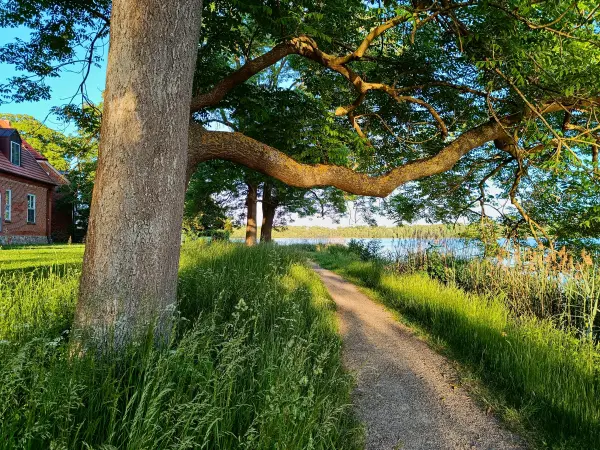 202605270-14 - Dobbertiner See bei Dobbertin, Mecklenburgische Seenplatte, Mecklenburg-Vorpommern, Deutschland