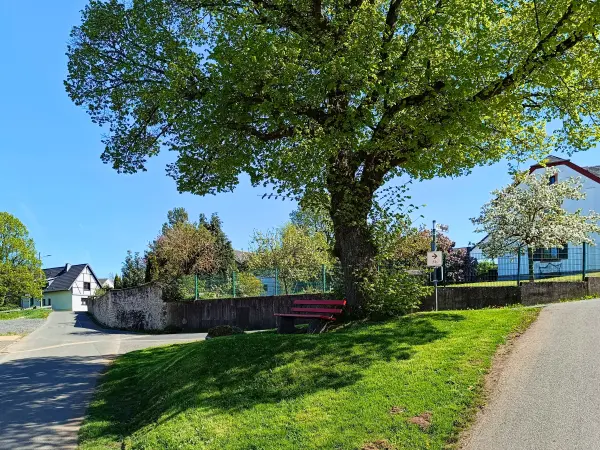 202604240-15 - Dorflinde in Eschweiler, Eifel, Nordrhein-Westfalen, Deutschland