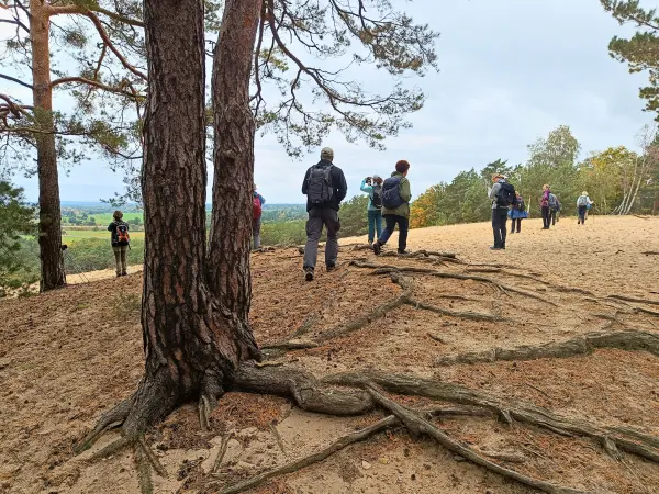 202510110-18 - Dünen am Eichberg bei Saarmund, Fläming, Brandenburg, Deutschland