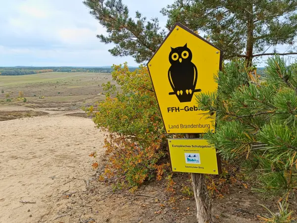 202510110-15 - Dünen am Saarmunder Berg bei Saarmund, Fläming, Brandenburg, Deutschland