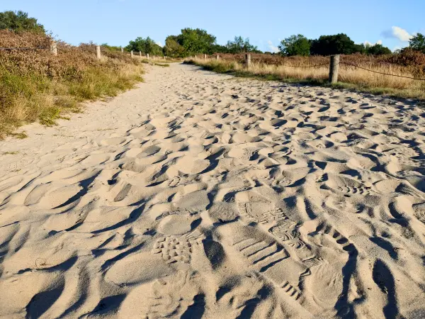 202309241-10 - Dünen in der Boberger Niederung, Hamburg, Deutschland