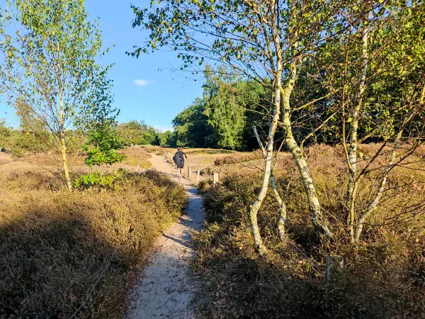 202309241-11 - Dünen in der Boberger Niederung, Hamburg, Deutschland