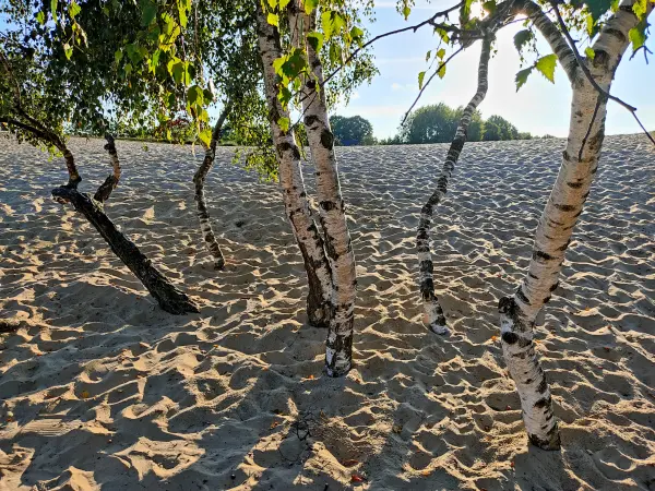 202309241-15 - Dünen in der Boberger Niederung, Hamburg, Deutschland