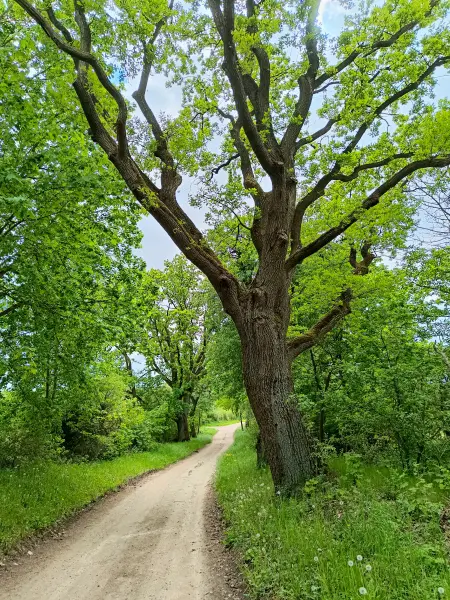 202605090-23 - Eiche bei Louisenhof, Uckermark, Brandenburg, Deutschland