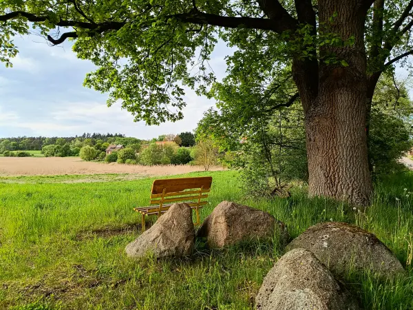 202605090-36 - Eiche mit Bank bei Altkünkendorf, Uckermark, Brandenburg, Deutschland