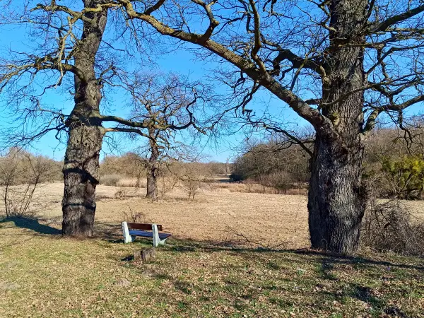 202603030-14 - Eichen an der Mulde in Dessau, Anhalt-Dessau-Wittenberg, Sachsen-Anhalt, Deutschland
