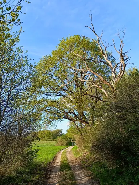 202605040-33 - Eichen bei Sternberg, Mecklenburgische Seenplatte, Mecklenburg-Vorpommern, Deutschland