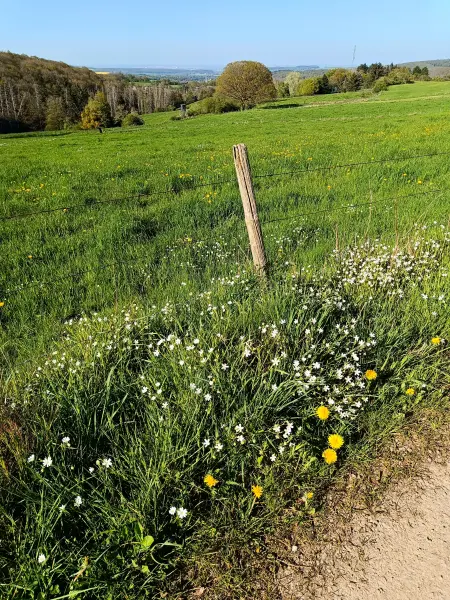 202604240-28 - Eifellandschaft bei Bad Münstereifel, Eifel, Nordrhein-Westfalen, Deutschland