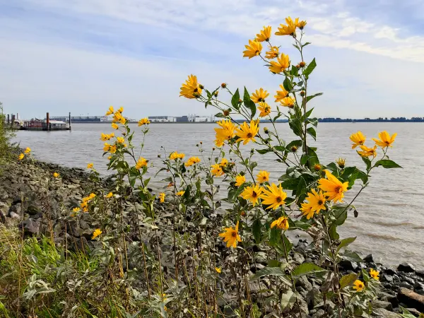 202309250-46 - Elbe bei Blankenese, Hamburg, Deutschland