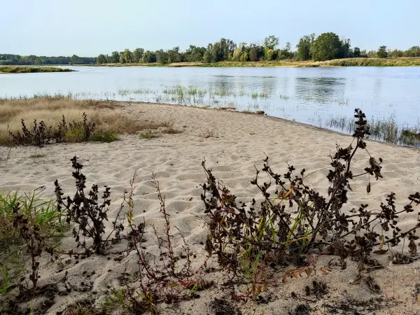 202310110-31 - Elbe bei Vockerode, Anhalt-Dessau-Wittenberg, Sachen-Anhalt, Deutschland