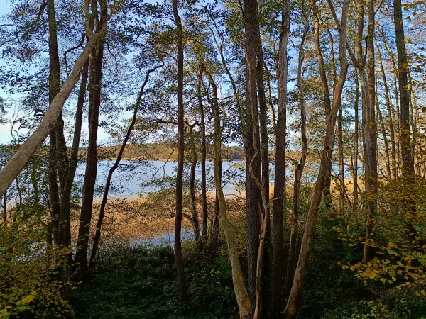 202511050-24 - Erlenwald am Groß Labenzer See bei Groß Labenz, Mecklenburgische Seenplatte, Mecklenburg-Vorpommern, Deutschland