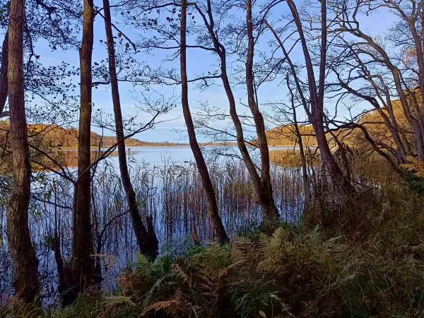 202511050-25 - Erlenwald am Groß Labenzer See bei Groß Labenz, Mecklenburgische Seenplatte, Mecklenburg-Vorpommern, Deutschland