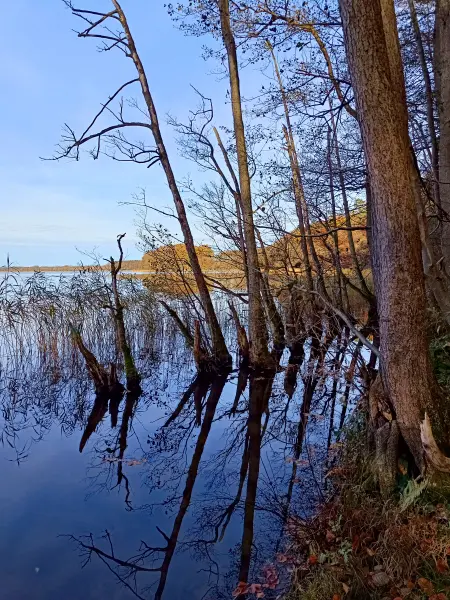 202511050-26 - Erlenwald am Groß Labenzer See bei Groß Labenz, Mecklenburgische Seenplatte, Mecklenburg-Vorpommern, Deutschland