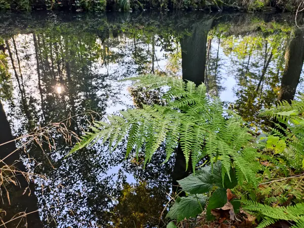 202310230-16 - Farn am Wotschofskaweg bei Lübbenau, Spreewald, Brandenburg, Deutschland