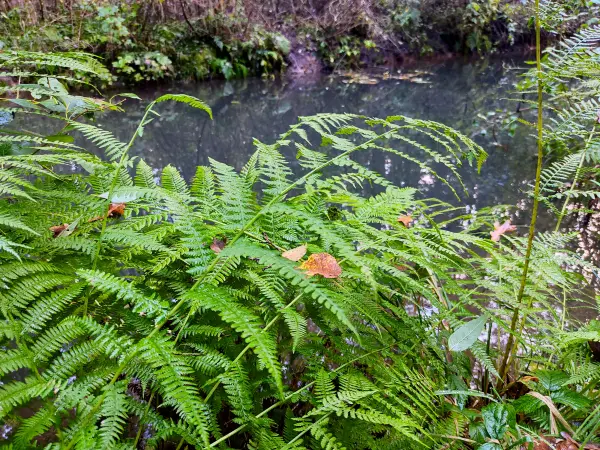 202310230-23 - Farn am Wotschofskaweg bei Lübbenau, Spreewald, Brandenburg, Deutschland