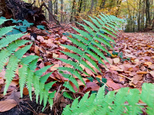 202311060-39 - Farn im Wald bei Carpin, Mecklenburgische Seenplatte, Mecklenburg-Vorpommern, Deutschland