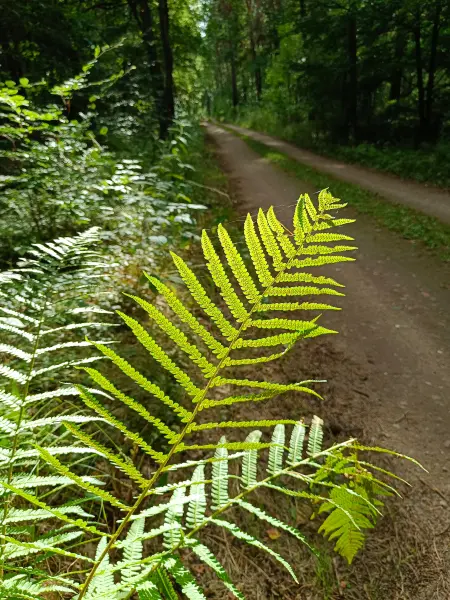 202608110-10 - Farn und Waldweg in der Schönower Heide bei Bernau, Barnimer Land, Brandenburg, Deutschland