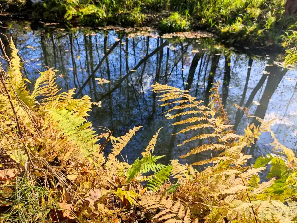 202311040-19 - Farne am Leiper Weggraben bei Lehde, Spreewald, Brandenburg, Deutschland