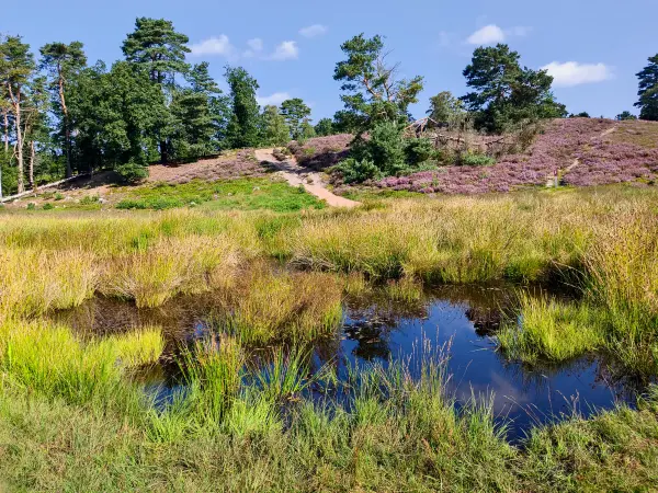 202308240-13 - Feenteiche im Büsenbachtal, Lüneburger Heide, Niedersachsen, Deutschland