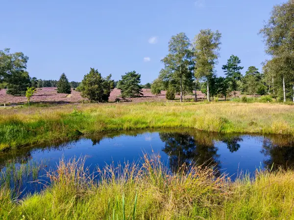 202308240-14 - Feenteiche im Büsenbachtal, Lüneburger Heide, Niedersachsen, Deutschland