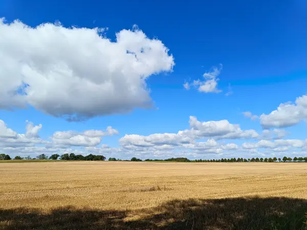 202508260-12 - Feld bei Alt Schwerin, Mecklenburgische Seenplatte, Mecklenburg-Vorpommern, Deutschland