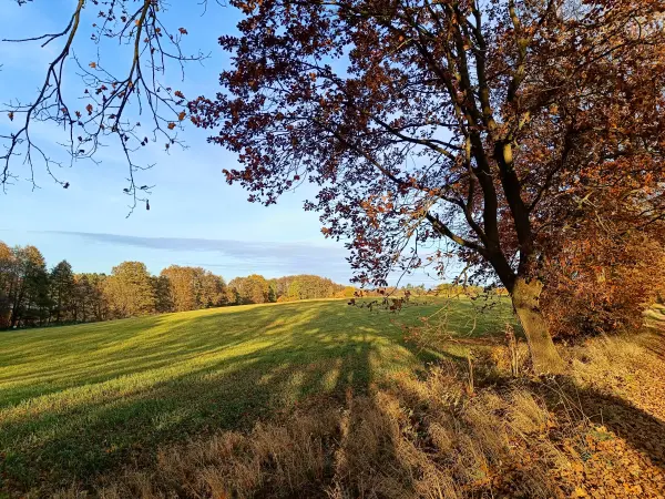 202511040-17 - Feld bei Carpin, Mecklenburgische Seenplatte, Mecklenburg-Vorpommern, Deutschland