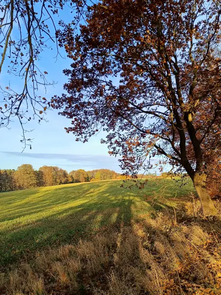 202511040-18 - Feld bei Carpin, Mecklenburgische Seenplatte, Mecklenburg-Vorpommern, Deutschland