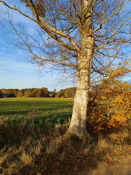 202511040-21 - Feld bei Carpin, Mecklenburgische Seenplatte, Mecklenburg-Vorpommern, Deutschland
