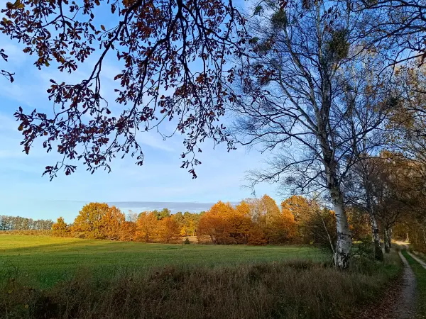 202511040-22 - Feld bei Carpin, Mecklenburgische Seenplatte, Mecklenburg-Vorpommern, Deutschland