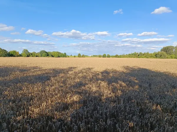 202607280-06 - Feld bei Großziethen, Fläming, Brandenburg, Deutschland