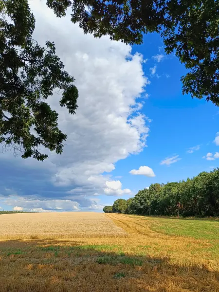 202607210-12 - Feld bei Nennhausen, Havelland, Brandenburg, Deutschland