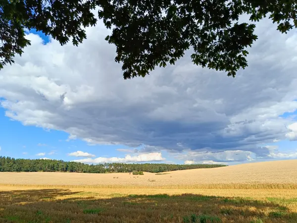 202607210-13 - Feld bei Nennhausen, Havelland, Brandenburg, Deutschland