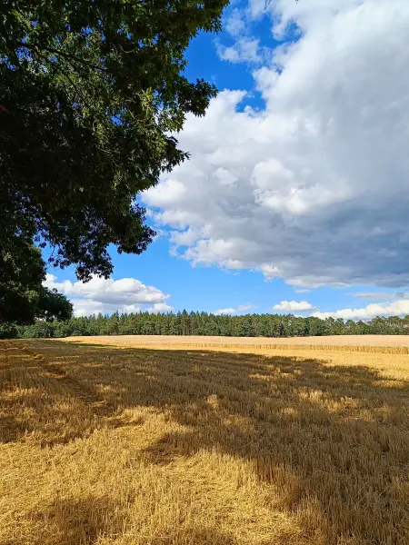 202607210-15 - Feld bei Nennhausen, Havelland, Brandenburg, Deutschland