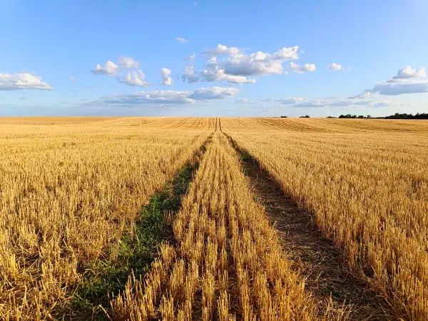 202607210-29 - Feld bei Nennhausen, Havelland, Brandenburg, Deutschland
